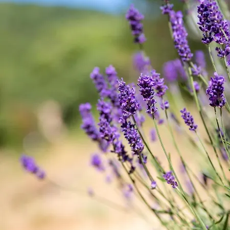 Le Percheron, Le Pont De Calmel Hotel Rieussec