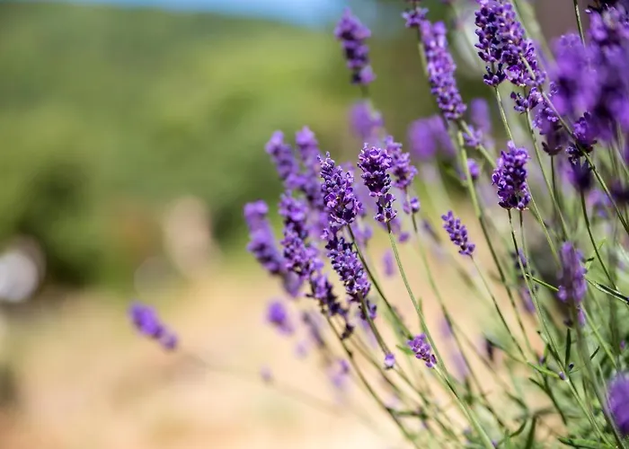 Le Percheron, Le Pont De Calmel Hotell Rieussec